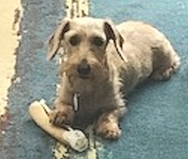 Lady Addison