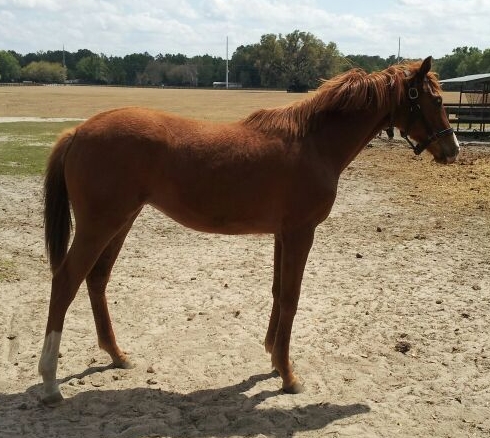 Barb Shepard's Horse